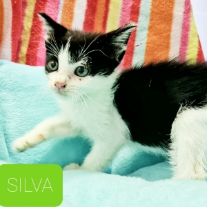 SILVA - Cat - 11pets: Adopt