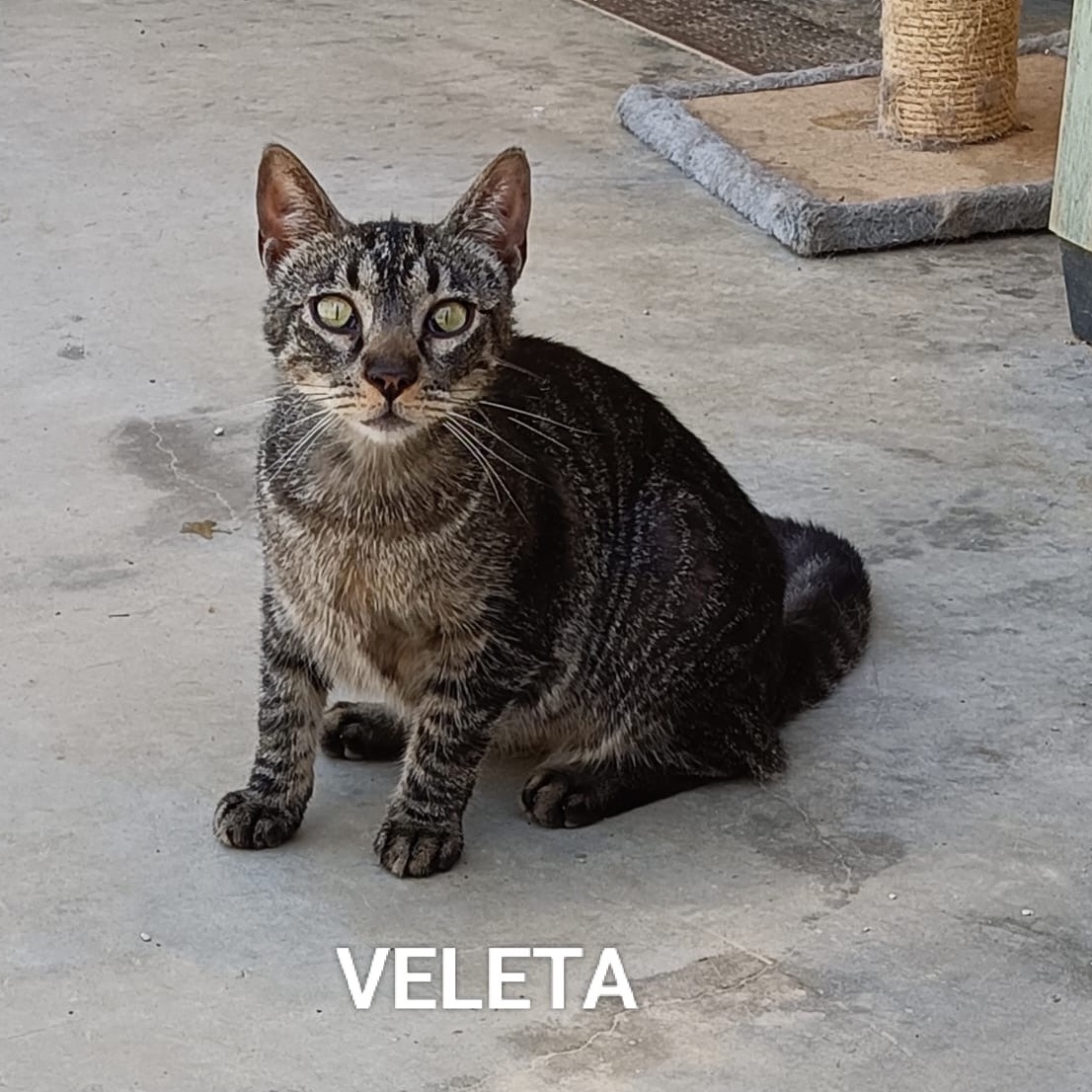 Veleta