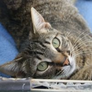Bibi - Cat - 11pets: Adopt