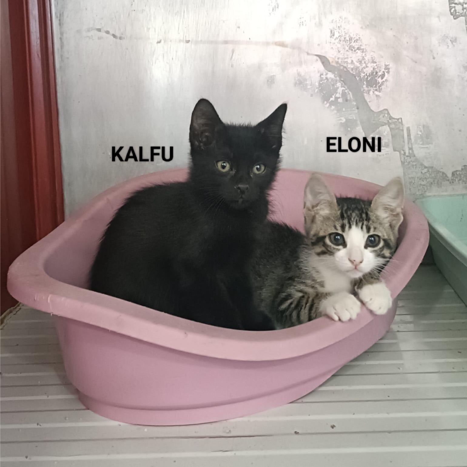 Eloni