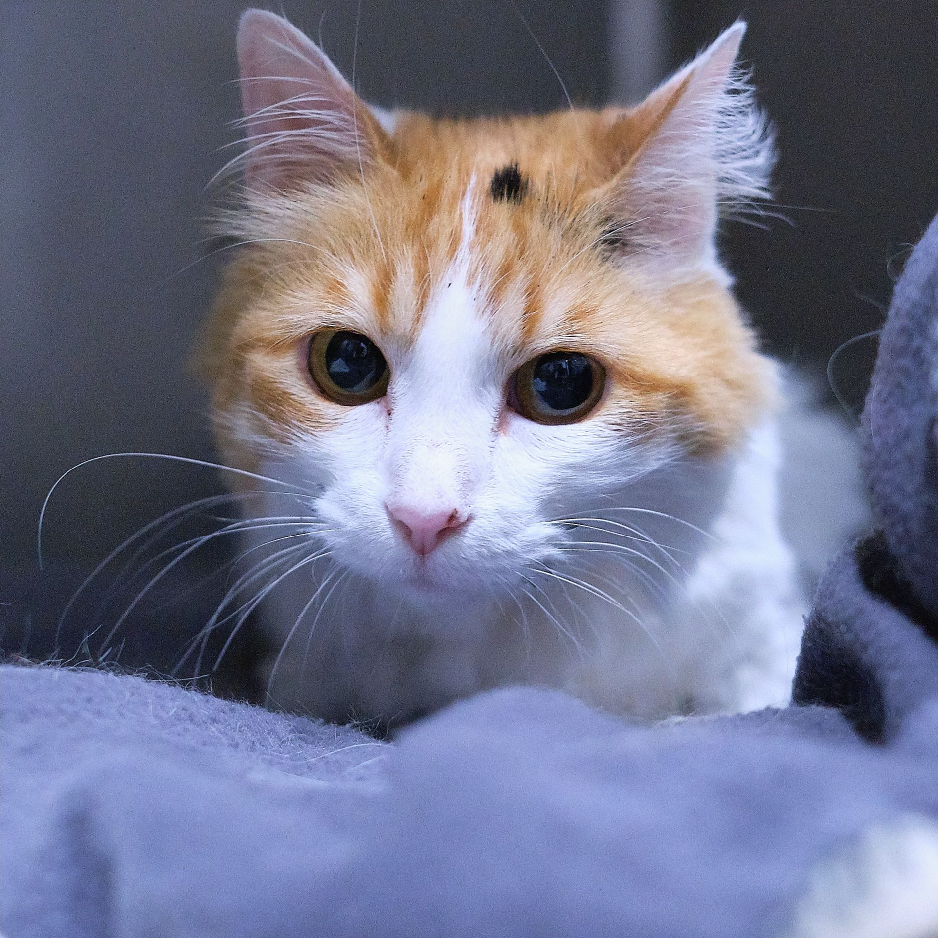 DELILAH
