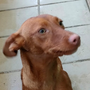 LIRÓ - Dog - 11pets: Adopt