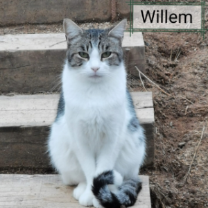 Willem - Cat - 11pets: Adopt