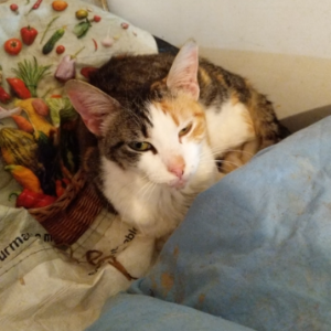 Sophie - Cat - 11pets: Adopt
