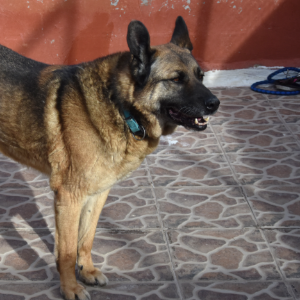 Bruno - Dog - 11pets: Adopt