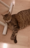 ILSA