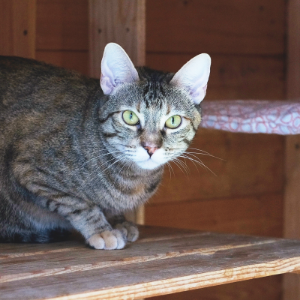 COUSIN - Cat - 11pets: Adopt