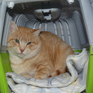 Barto - Cat - 11pets: Adopt