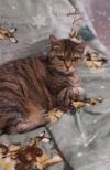 ILSA