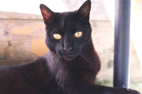 NEGRITO