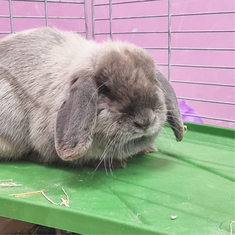 MISSBUNNY