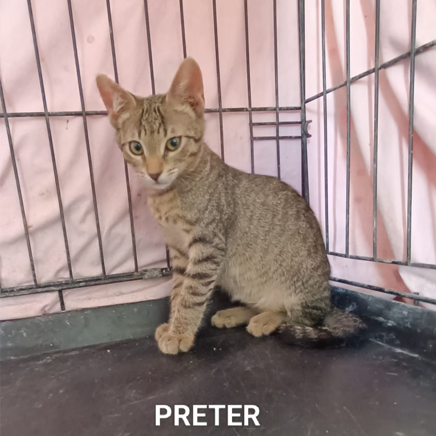 Preter