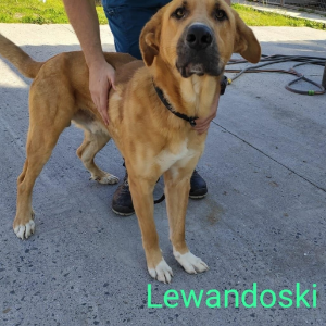 Lewandoski - Dog - 11pets: Adopt