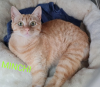 Minchi