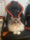 ZEUS