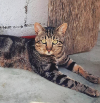 KATZE ARA COCO