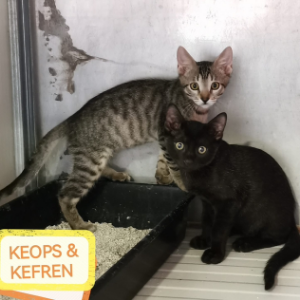 Keops  - Cat - 11pets: Adopt