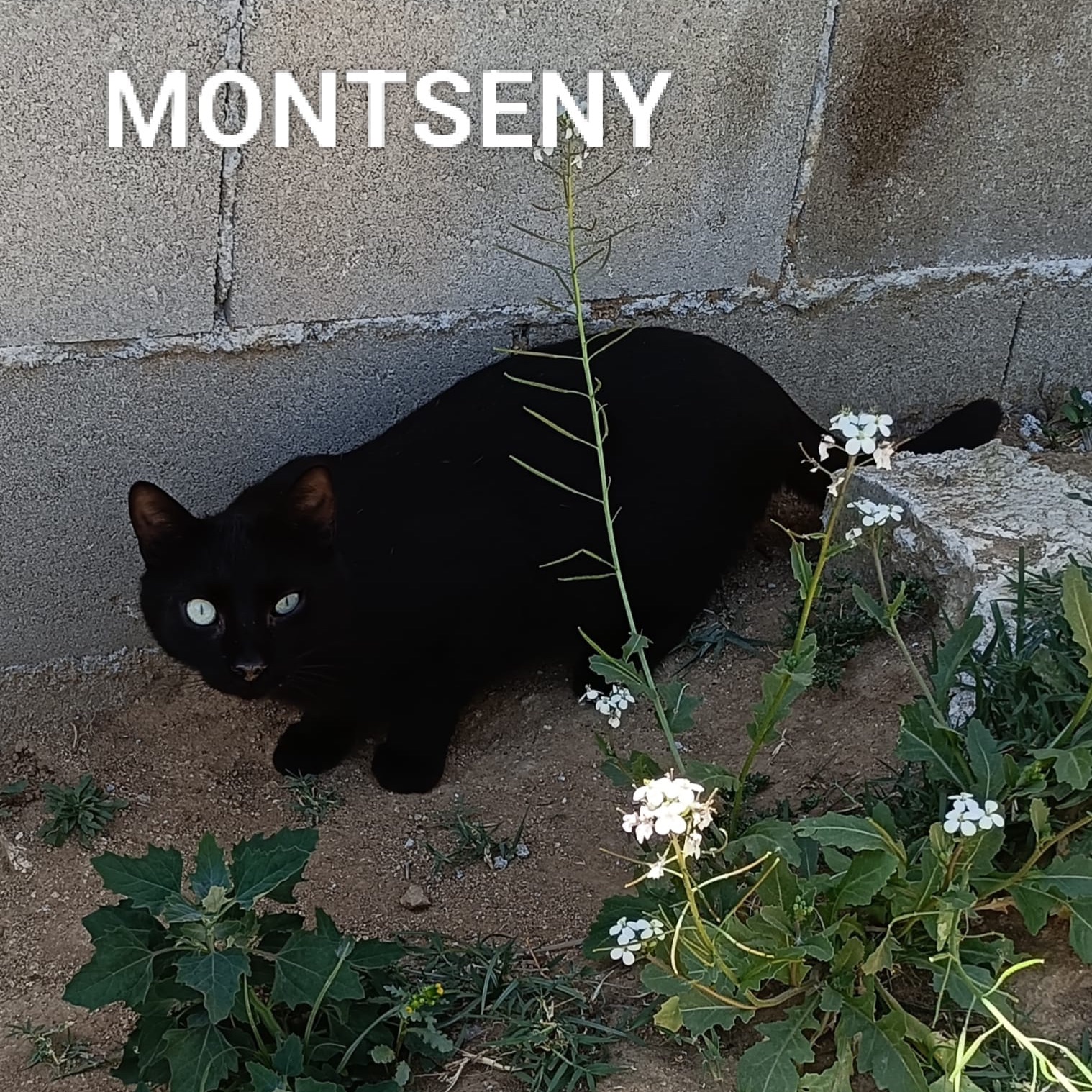 Montseny