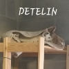 Detelin