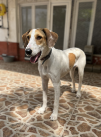 Timba