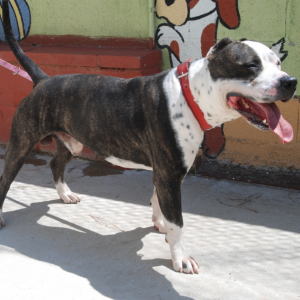 Socar - Dog - 11pets: Adopt