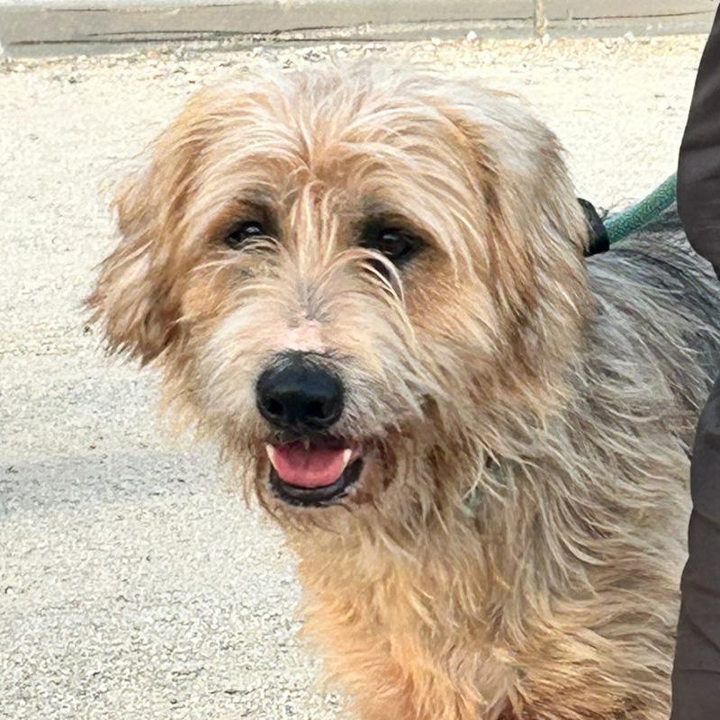 BOCANEGRA ARA AMELIO