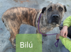BILÚ