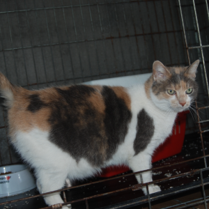 Lagertha - Cat - 11pets: Adopt