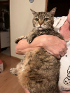 ILSA
