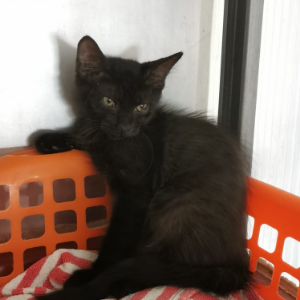 Marcia  - Cat - 11pets: Adopt