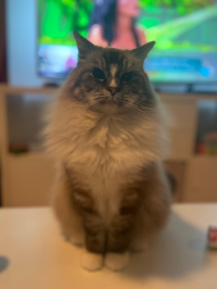 ZEUS