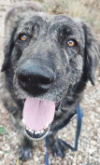 DUKE