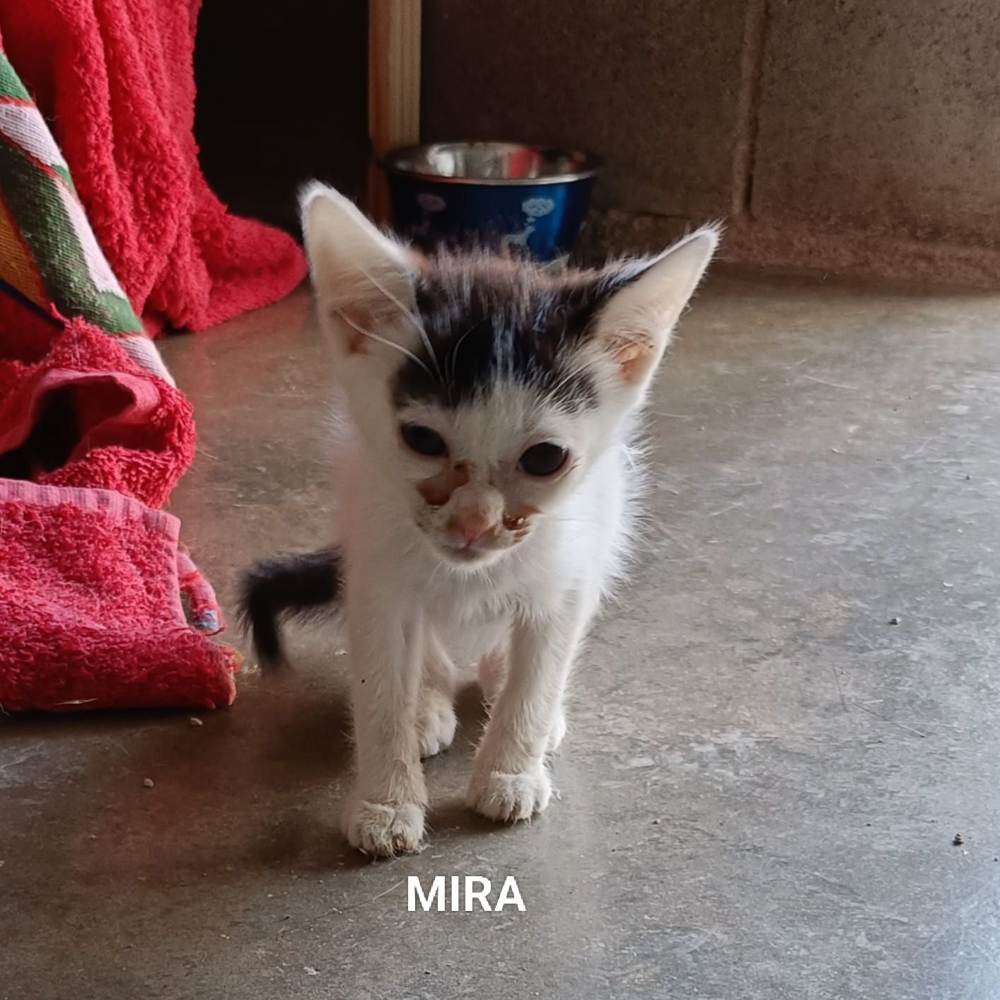 Mira