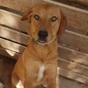 Amber - Dog - 11pets: Adopt