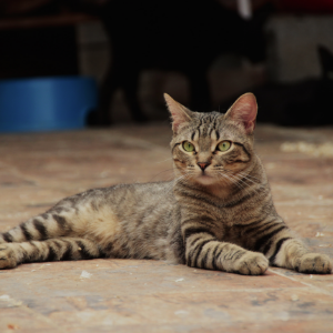Tintín - Cat - 11pets: Adopt