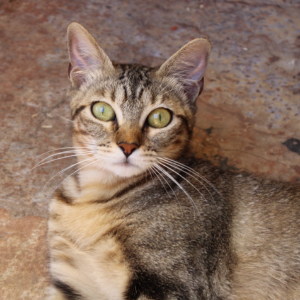 Bipa - Cat - 11pets: Adopt