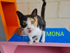 MONA