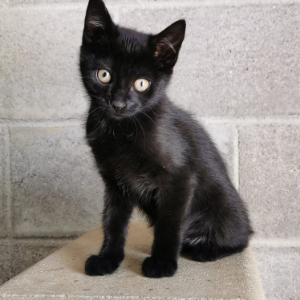 Lili  - Cat - 11pets: Adopt