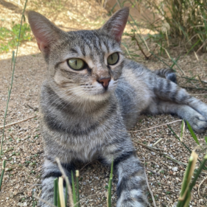 Fayna  - Cat - 11pets: Adopt