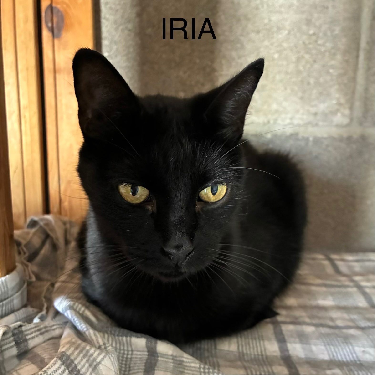 Iria