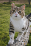 Rubí