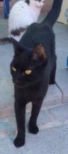 Bagheera