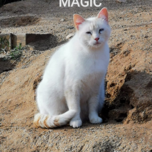 Magic - Cat - 11pets: Adopt
