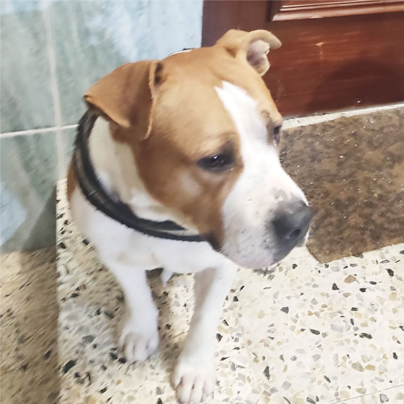 DON QUIJOTE ARA BLACK