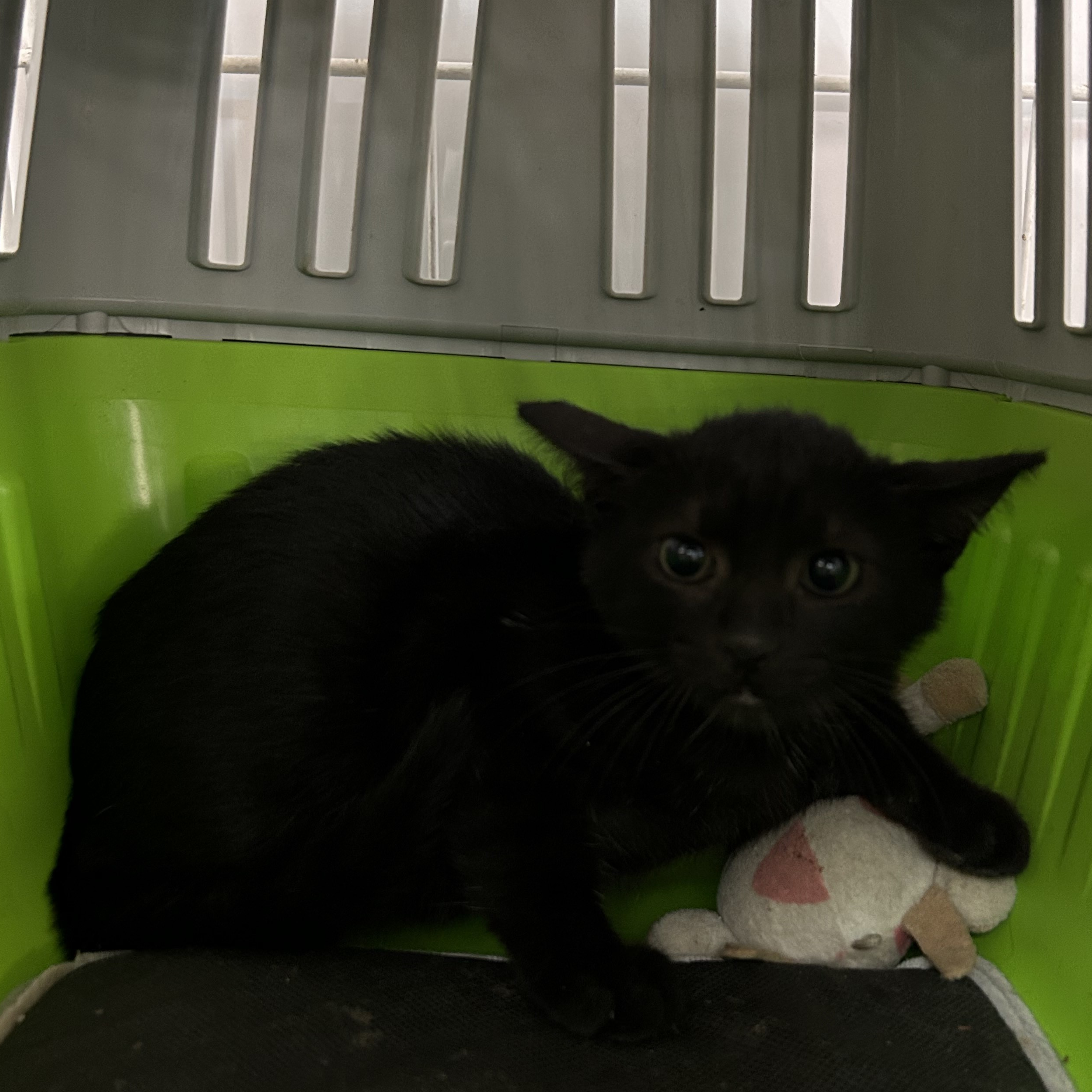 Algarrobina - Coffee