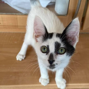 Billie - Cat - 11pets: Adopt