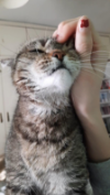 ILSA