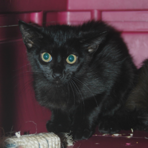 Punky - Cat - 11pets: Adopt