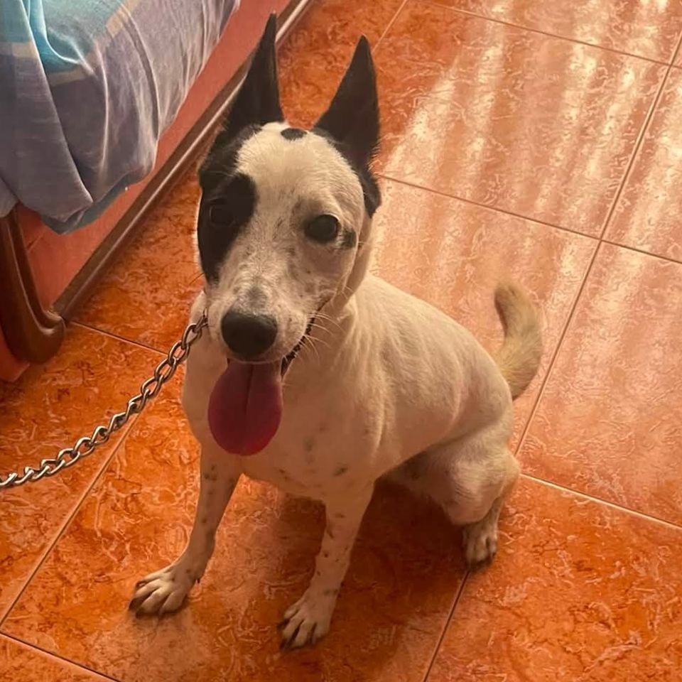 Chincheta