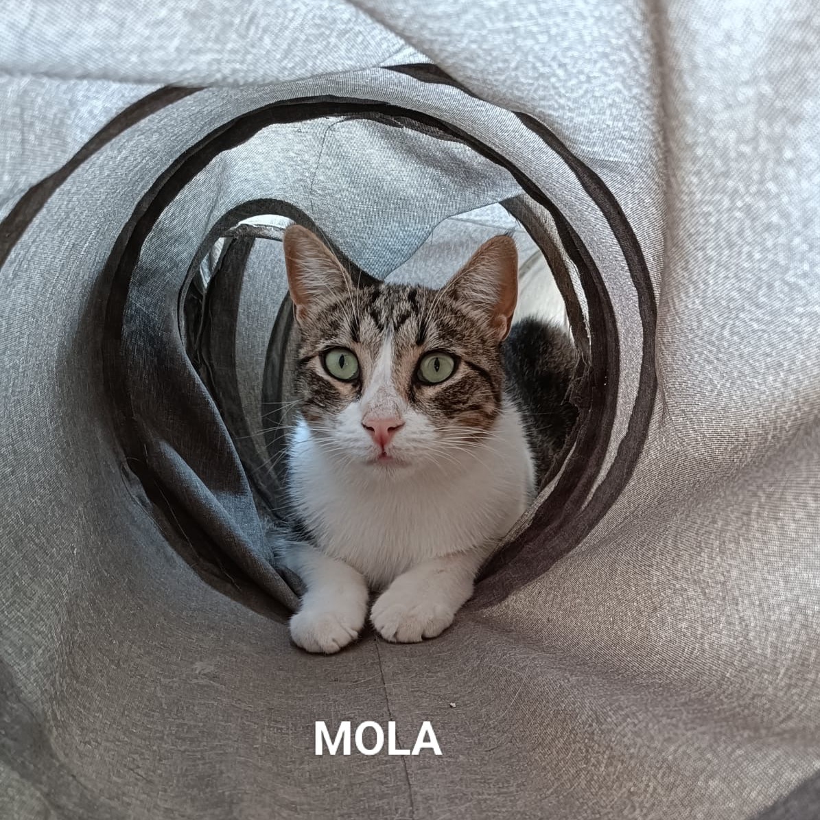 Mola